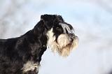 SCHNAUZER NAIN 052